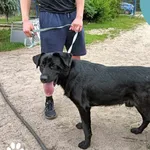 Znaleziono psa, Dąbrówka, 17 czerwca 2024
