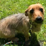 12906/120/24 Pipi -  data przyjęcia - 17.06.2024