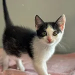 Kot do adopcji, Świdnica, 28 maja 2024
