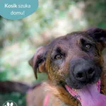 Pies do adopcji, Dąbrówka, 18 czerwca 2024