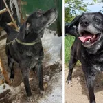 Szorcik – poszukiwany lepszy dom dla psa. Beznadziejny już miał…