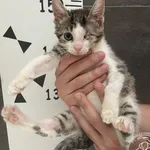 Przyjęty: 2024-06-19 Gmina: Oświęcim Płeć: Kotka Opis: europejska, biało-bure