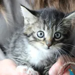 Kot do adopcji, Węgrowo, 3 czerwca 2024