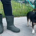 Znaleziono psa, Bydgoszcz, 9 czerwca 2024