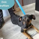 Znaleziono psa, Dąbrówka, 19 czerwca 2024