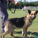 Pies do adopcji, Węgrowo, 27 maja 2024