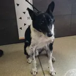 Przyjęty: 2024-06-19 Gmina: Libiąż Płeć: Pies Opis: mieszaniec, czarno-białe
