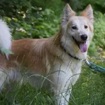 Znaleziono psa, Toruń, 17 maja 2024