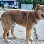 Znaleziono psa, Pieckowo, 20 czerwca 2024