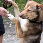 Znaleziono psa, Pieckowo, 20 czerwca 2024