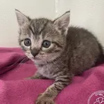 Kot do adopcji, Chełmek, 19 czerwca 2024