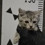 Przyjęty: 2024-06-21 Gmina: Lędziny Płeć: Kocur Opis: europejska, szaro-bure