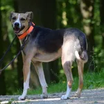 Znaleziono psa, Toruń, 10 maja 2024