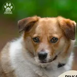 Pies do adopcji, Gdynia, 21 czerwca 2024