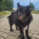 Znaleziono psa, Grudziądz, 2 lipca 2018