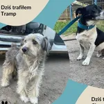 Znaleziono psa, Dąbrówka, 20 czerwca 2024