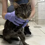 Kocurek poz. 24/302/K