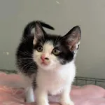 Kot do adopcji, Świdnica, 28 maja 2024