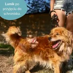 Pies do adopcji, Dąbrówka, 20 czerwca 2024