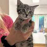 Kocurek poz. 24/297/K