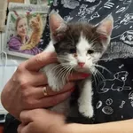 Kocurek poz. 24/303/K