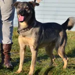 Znaleziono psa, Lublin, 22 czerwca 2024