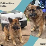 Znaleziono psa, Dąbrówka, 23 czerwca 2024