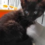 Kocurek poz. 24/313/K