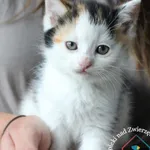 Kot do adopcji, Węgrowo, 3 czerwca 2024
