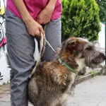 Znaleziono psa, Łódź, 24 czerwca 2024
