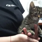 Kocurek poz. 23/311/K