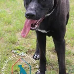 Pies do adopcji, Grudziądz, 6 czerwca 2024