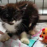 Kocurek poz. 24/314/K