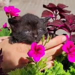 Kocurek poz. 24/319/K