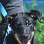 Pies do adopcji, Nowy Dwór Mazowiecki, 25 czerwca 2024