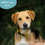 Pies do adopcji, Dąbrówka, 25 czerwca 2024