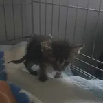 Nr: 249/2024 - Kot z Jordanów Śląski