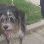 Znaleziono psa, Bydgoszcz, 25 czerwca 2024