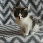Kot do adopcji, Nowy Dwór Mazowiecki, 26 czerwca 2024