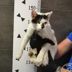 Imię: Przyjęty: 2024-06-10 Płeć: Kotka Opis: europejska, biało-czarne Wiek: ok. 8 lat