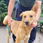 Znaleziono psa, Łódź, 25 czerwca 2024