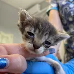 Nr: 251/2024 - Kot z Świdnica W.