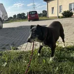 Znaleziono psa, Świdnica, 25 czerwca 2024