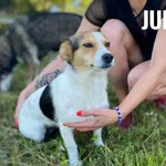 Pies do adopcji, Rytlów, 27 czerwca 2024