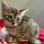 Kot do adopcji, Świdnica, 7 czerwca 2024
