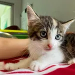 Kot do adopcji, Świdnica, 7 czerwca 2024
