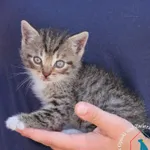 Kot do adopcji, Węgrowo, 25 czerwca 2024