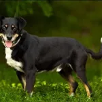 Znaleziono psa, Grudziądz, 4 stycznia 2023