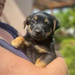 Pies do adopcji, Rytlów, 27 czerwca 2024