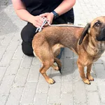 Znaleziono psa, Bydgoszcz, 14 czerwca 2024